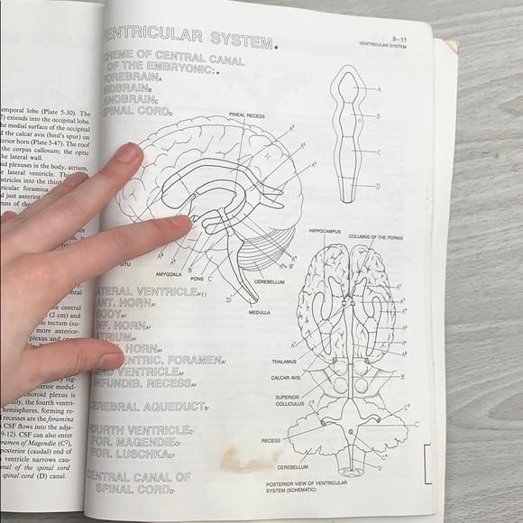 The Human Brain Coloring Book - Picture 4 of 4